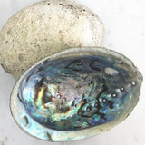 Abalone Shell - Paua