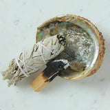 Abalone Shell - Paua